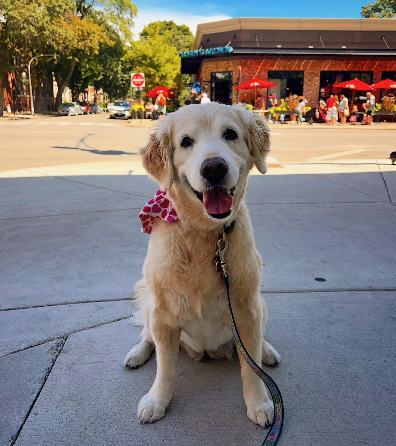 Fuji, a golden retriever known as the Southport Golden, at Crosby's Kitchen on Southport Avenue, Southport Corridor, Chicago.